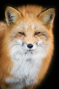 红色狐狸肖像图片