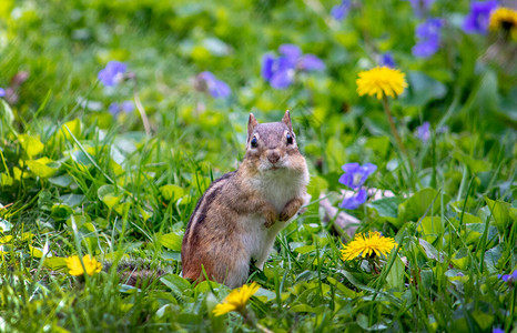 小花栗鼠在一个多彩的春天花园里带着可爱的图片