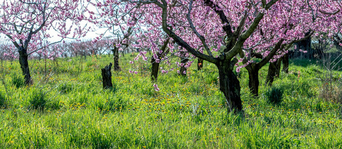 早春桃花盛开的桃树全景图片