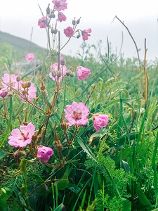 田野里的粉红色花朵图片