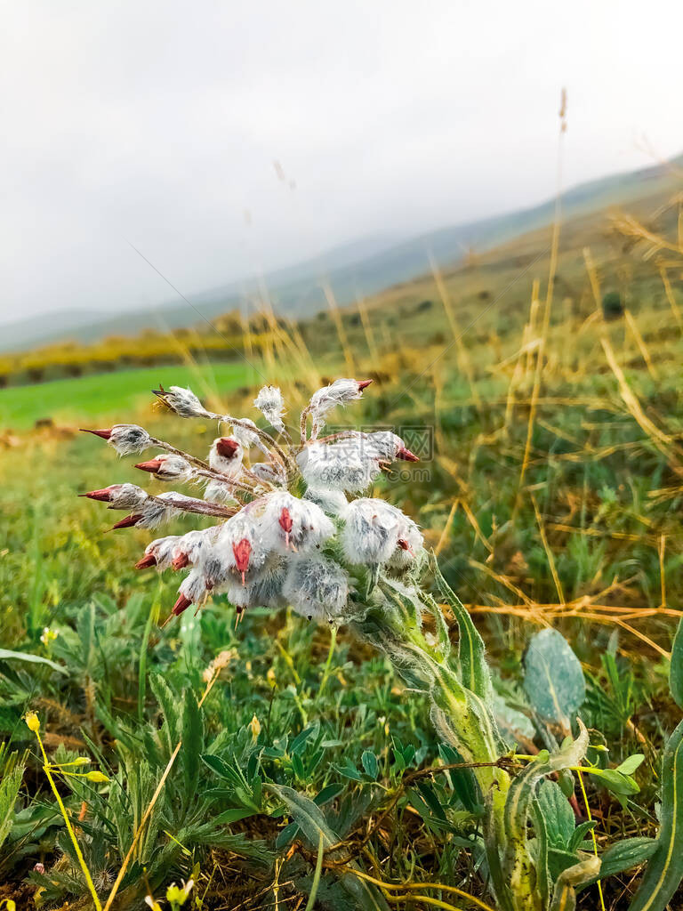 一片花田一片花图片