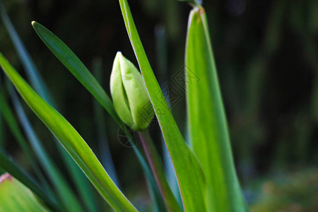 花园或公园中的绿叶和不开花的郁金香花蕾选择焦点图片