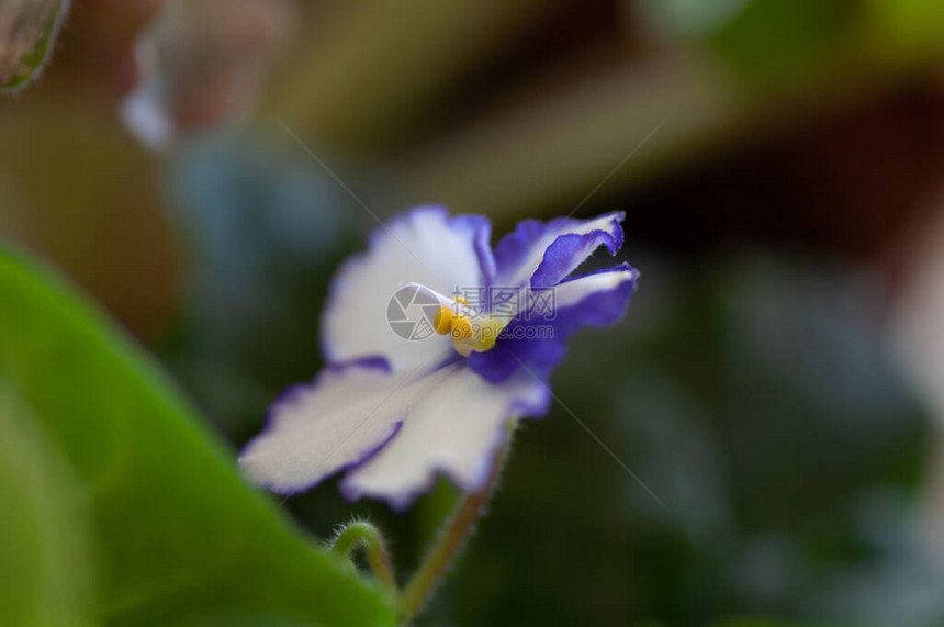 室内植物白色和紫罗兰色senpolia的开花巨大的白色花朵图片