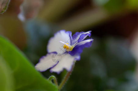 室内植物白色和紫罗兰色senpolia的开花巨大的白色花朵图片