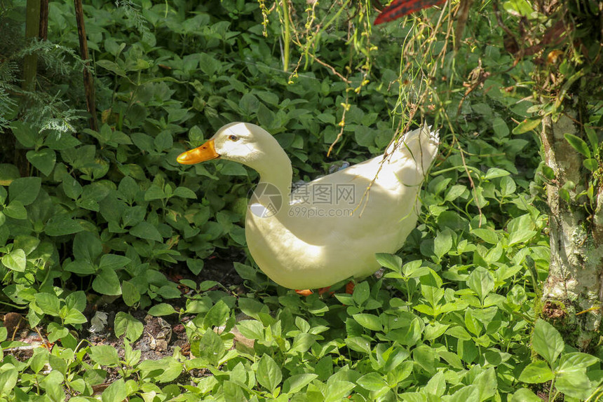 白色赛跑鸭在绿色稻田或草地上绿色草坪上的白鸭子紧图片