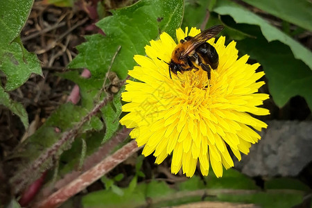 蜜蜂从黄色蒲公英花中采集花蜜图片