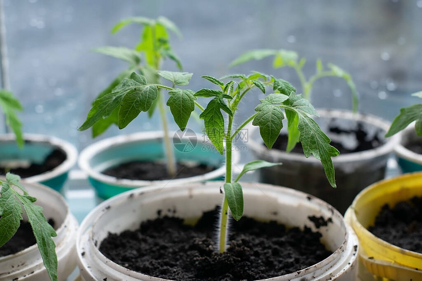 白色窗户上的花盆里的幼苗春季种植从家里窗台上的种子长出的早期幼图片