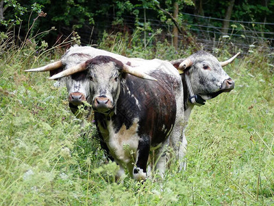 英国长角牛长角棕色和白色的长型牛图片