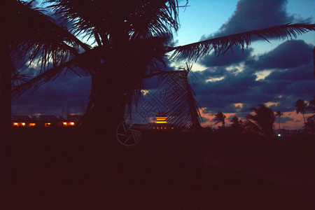 日落时海边的棕榈树图片