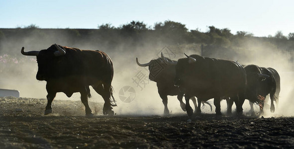 西班牙养牛场上的一图片