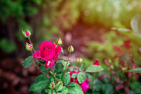 美丽的粉红色玫瑰图片