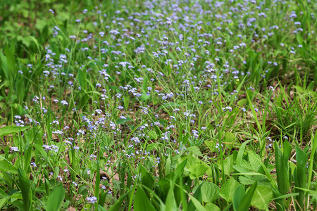 杜桑西地块在森林绿草中生长的小蓝色的忘记我的花朵背景