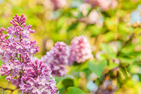 美丽的气味紫色丁香花在春天开花图片