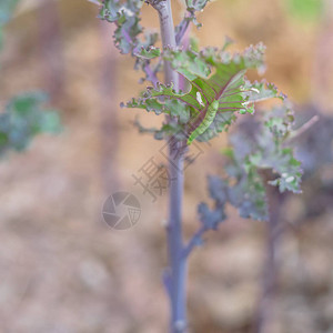 刺毛虫树叶环境高清图片