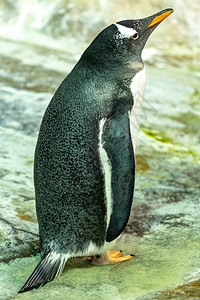 全面的巴布亚企鹅图片
