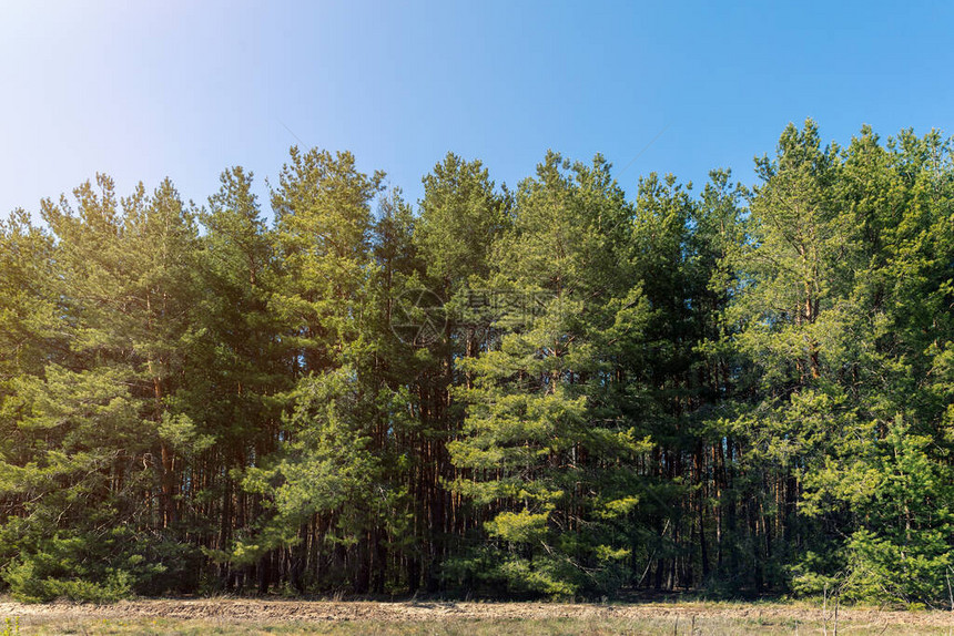日出早晨针叶常绿nz森林温暖的自然景观美丽的雪松林和明亮的五颜六色的阳光照耀着门面墙视图蓝色宽图片