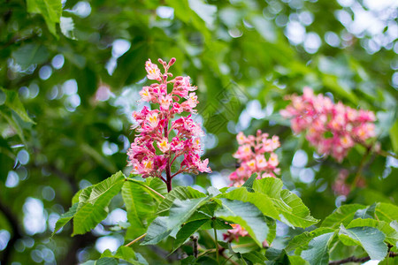 五月开花的栗子蜜蜂采蜜图片