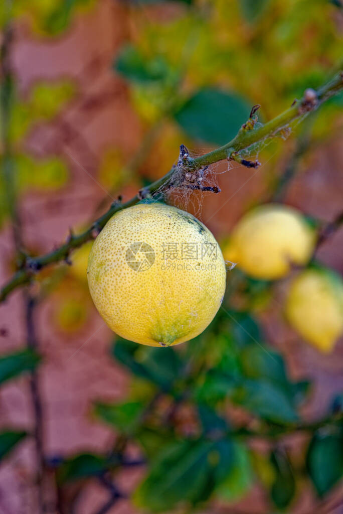 意大利萨丁尼亚州阿尔巴塔克Arbatax的柠檬树果阳光明媚图片