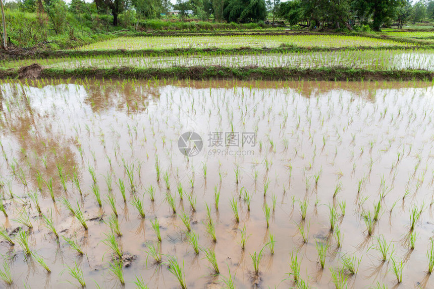 水稻种植者还没图片