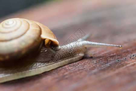 泰国松树桩上爬行的蜗牛图片