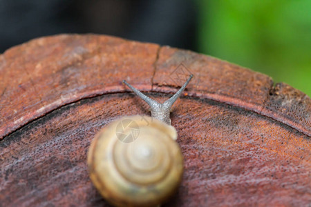 泰国桩上爬行的蜗牛图片
