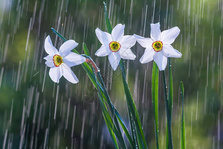 美丽的白水仙花在水滴足迹图片