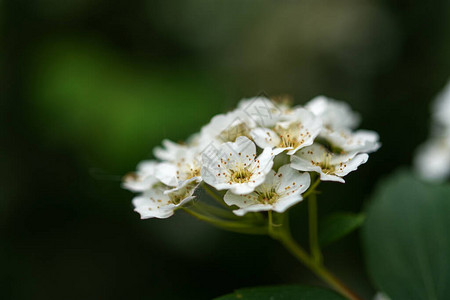 白色绣线菊图片