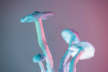 束蘑菇植物色光美丽的植物在霓虹灯下最小极简主义复古风格概念设图片