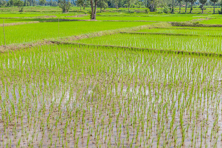 准备在稻田生长的年轻稻芽泰国图片