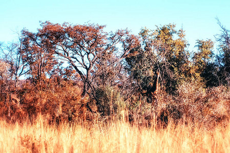 南非Welgevonden野生动物保护区的Gir图片