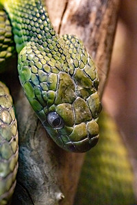 绿色的博伊加绿色猫眼蛇Boigacyanea特写图片