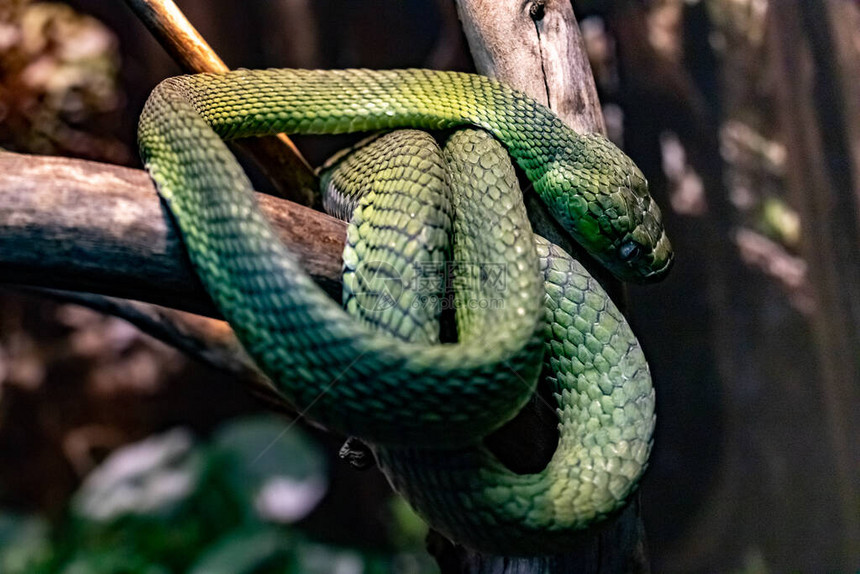绿色的博伊加绿色猫眼蛇Boigacyanea特写图片