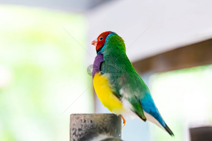 美丽的多色Gouldian雀鸟图片