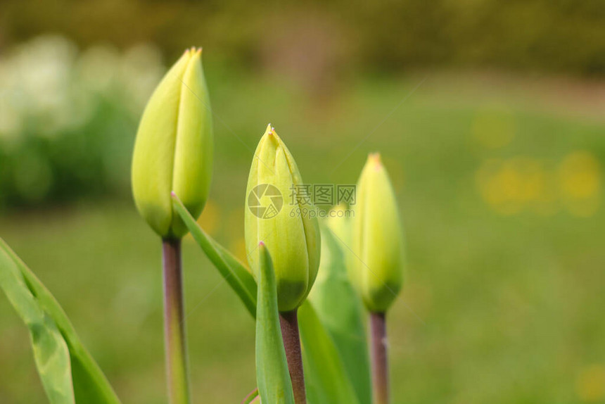 花园或公园中的绿叶和不开花的郁金香花蕾选择焦点图片