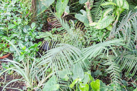 热带树叶自然背景外来植物夏图片
