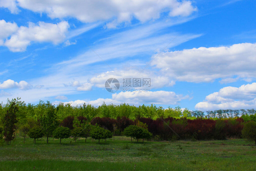 美丽的绿色春季风景图片