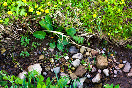 底部和植物上有石块的干枯溪床图片