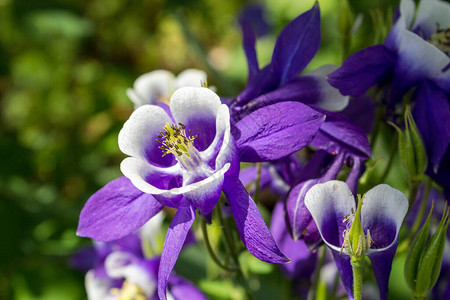 生长毛茛科多年生草本植物AquilegiavulgarisOrlik图片