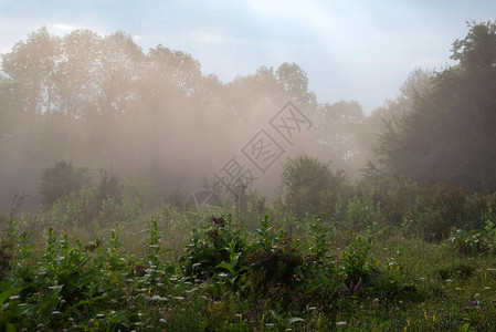 森林间空地雾中的神秘奇幻景观图片