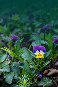 健壮而开花有紫色和白色花瓣的花园三色堇混合三色堇花坛中的图片