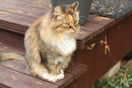 秋天的一天猫坐在房子的门廊上图片