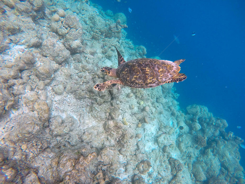 绿海龟印度洋图片