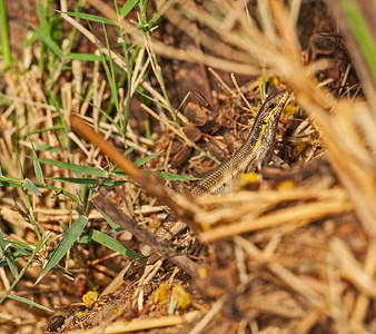 隐藏在农村草丛中的蓝尾石龙子蜥蜴的特写镜头图片