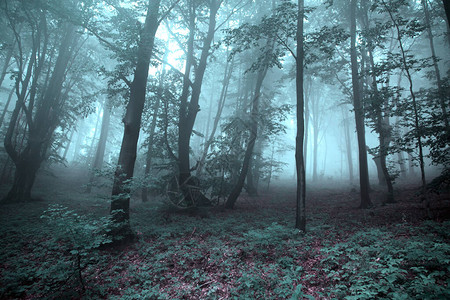 绿松石色的朦胧黑暗的森林图片