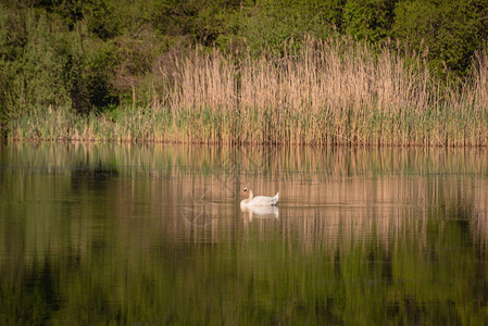 湖面上孤独的白天鹅图片