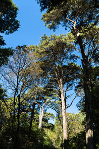 在葡萄牙公园的大树上图片