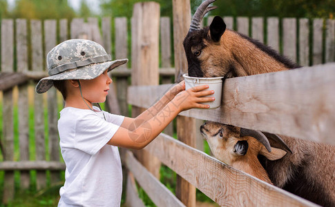 小男孩小心地喂山羊农场的产品有用的羊奶农村图片