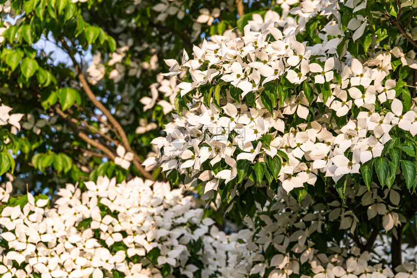 一棵树上的白花KousaDogw图片