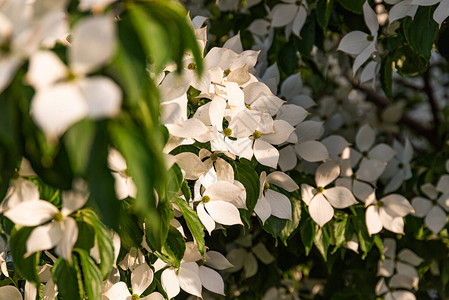一棵树上的白花KousaDogw图片