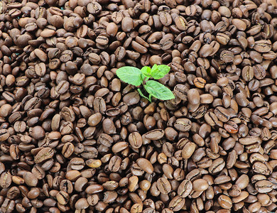 咖啡背景炒谷物棕色纹理背景图片